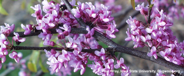 eastern redbud